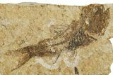 Oligocene Fossil Lanternfish (Eomyctophum) - Poland #374306-1